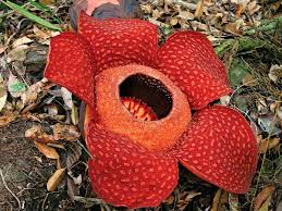 This fascinating flower is found mainly in low lying tropical rainforests of indonesia. The World Of Flowers Quiz Britannica