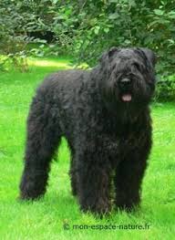 View the profiles of professionals named bouffier on linkedin. 150 Bouvier Des Flandres Ideen Hunde My Champion Bouvier Des Flandres