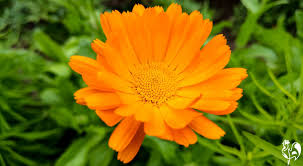 Dried marigold flowers can be used to make tea. Which Marigolds Are Best For Your Chickens Health