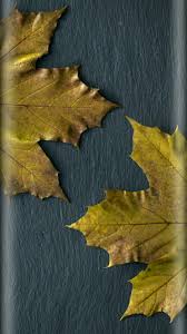 Daun maple png collections download alot of images for daun maple download free with high quality for designers. Hojas Otono Wallpaper Edge Art Wallpaper Iphone Backgrounds Phone Wallpapers