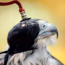 الصقور عالم الطيور النبيلة World Of Noble Falcons Home Facebook