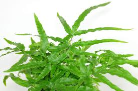 Image result for Pteris cretica