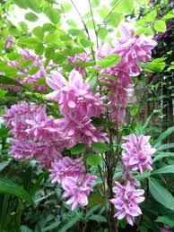 Image result for Indigofera kirkii