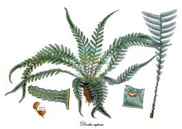 Image result for Blechnaceae