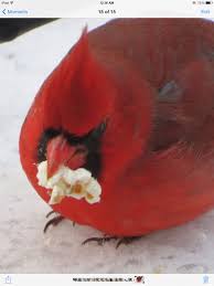 Small Birds That Look Like Cardinals Cardinal Eating Popcorn Beautiful Birds Pretty Birds Cardinal Birds