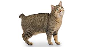 Exotic house cats available for sale wildanimalpets provides the best exotic house cats world wide with shipping, lucky for us cat lovers, here are two wildanimalpets provides you the perfect exotic house cats to own at home, place your order with us by contact us. The Largest Domestic Cats Petfinder