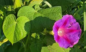 Image result for Convolvulaceae