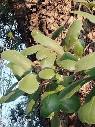 Image result for Dasylepis eggelingii