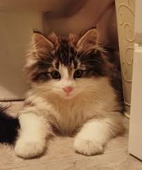 Norsk skogkatt or norsk skaukatt) is a breed of domestic cat originating in northern europe. 240 Norwegian Forest Cats Ideas Norwegian Forest Cat Norwegian Forest Cats