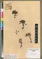 Image result for Launaea rarifolia