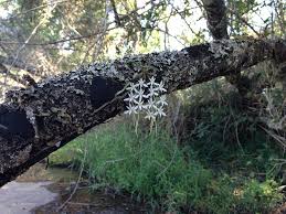 Image result for Mystacidium