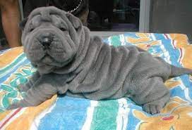 Maybe you would like to learn more about one of these? Hahahaha I Just Want To Cuddle With Him Animals Dogs Shar Pei Pets Sharpei Adorable Puppy Cute Animals Wrinkly Dog Cute Dogs