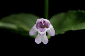 Image result for Clinopodium uhligii