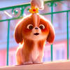 Join your favorite characters when the secret life of pets: Https Encrypted Tbn0 Gstatic Com Images Q Tbn And9gcttb9n Q8s Egbn5etiocchyutoipj0em1kbywqgxqjimiycysd Usqp Cau
