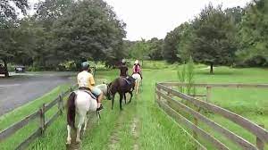 As the head trainer of cactus jack's trail rides, rob martin cares for a fleet of healthy, happy horses, which are paired with beginners and experienced riders for relaxing tours. Horseback Riding In Ocala Florida With Cactus Jacks September 2015 Youtube