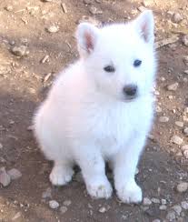 We did not find results for: Attention Campers In Case You Haven T Heard My Dog Trident A Loyal Pet For 9 Year White German Shepherd Puppies German Shepard Puppies White German Shepherd