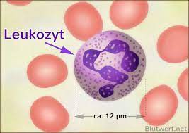 Leukozyten Erhoht Zu Hoch Leukozytose Einfach Erklart
