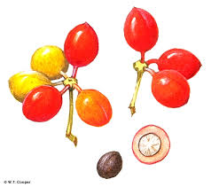 Image result for Huberantha