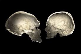It offers protection to the brain, eye balls, inner ears, and nasal passages. Do You Carry Neanderthal Dna The Shape Of Your Skull May Tell Live Science