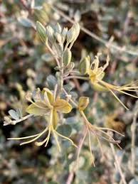 Image result for Cadaba farinosa