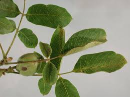Image result for Walnut blight