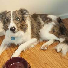 Canines allergic to grass and flora usually develop dermatitis, itchy patches of skin. Vet Approved Home Remedies For Upset Stomachs In Dogs Pethelpful