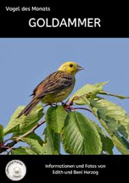 Vogel Des Monats Goldammer Vogel Als Haustiere Heimtiere Vogel Im Garten