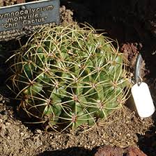 How much does the shipping cost for cactus in bottle? Chin Cactus Gymnocalycium Mihanovichii In Scituate South Shore Boston Cohasset Hingham Massachusetts Ma At Kennedy S Country Gardens