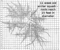 plant spacing and vegetable roots chart of root depths and