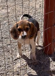 We have five beautiful akc beagle puppies for sale, they will be ready to go to there new loving homes. Puppies From The Past Litters Oregon Desert Beagles Facebook