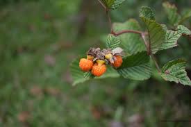 Image result for Rubus ellipticus