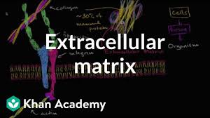 Maybe you would like to learn more about one of these? Extracellular Matrix Video Khan Academy