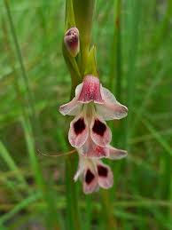 Image result for Gladiolus gregarius