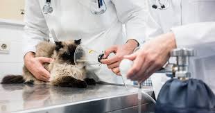When to see the vet. Breathing Problems In Cats Pdsa