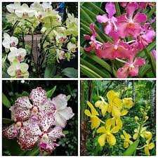 Orchidees Jardin Botanique Singapour Jardin Botanique Jardin Botanique Singapour Orchidee