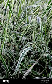 Image result for Pleioblastus fortunei