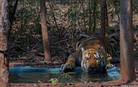 Wagdoo Asia S Biggest Tiger Wagdoo Name Given To The Tiger Of Tadoba Is Known As The Asia S Biggest Tiger Like His Big Tiger Drinking Water Private Pool