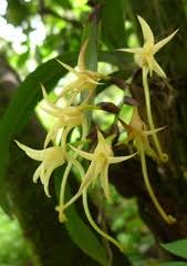 Image result for Cyrtorchis neglecta