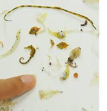 子供たちに大人気 チリメンモンスター チリモン の小売販売 夏休みの自由研究におすすめ モンスター 自由研究 おすすめ