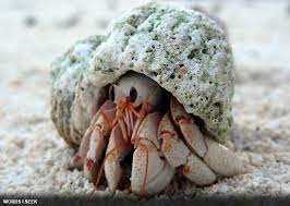 98 Hermit Crab Ideas