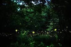 Night in the Forest