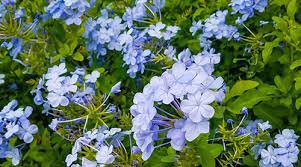 In fact, we can date back to generations ago where flowers you can opt for flower delivery online in philippines by visiting our company website. List Of Flowers In The Philippines Listph