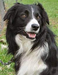 Border Collie Yahoo Image Search Results Collie Hund Hunde Hunderassen