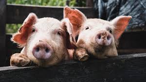 Health behavior, cancer, public health, health malaysian health promotion board, or lembaga promosi kesihatan malaysia (mysihat). Nipah Virus Lurks Ministry Of Health Asks To Beware Illegal Malaysian Indonesian Pig Trade