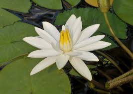 Image result for Nymphaea heudelotii
