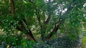 Image result for Morus indica