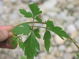 Image result for Cardiospermum