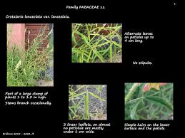 Image result for Crotalaria lanceolata