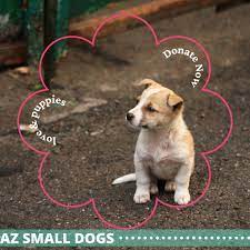 National mill dog rescue saves commercial breeding dogs from puppy mills, giving them a final chance to find happiness and comfort in a loving home. Arizona Small Dog Rescue Azsdrescue Twitter