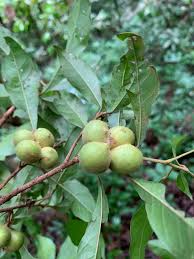 Image result for Cola pierlotii